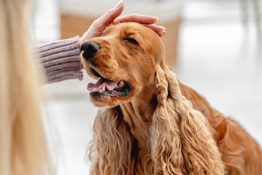 Shedding Removal Glove for Pet Owners