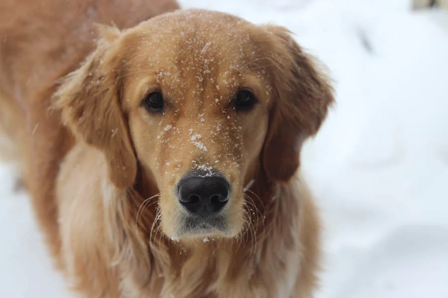 Deshedding Glove for Dogs and Cats